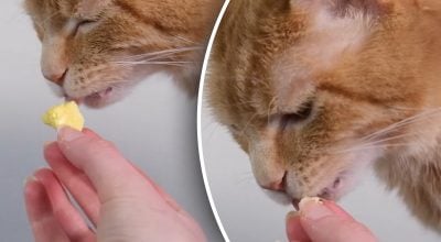 Чи можна котів годувати яйцем: відповідь ветеринара здивує багатьох