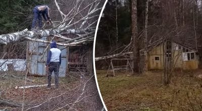 Сусід без дозволу зрубав дерева жінки