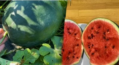 Як вибрати солодкий кавун