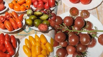 Альтернатива банановой кожуре: кухонные отходы, подходящие для удобрения томатов