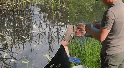 Масовий мор риби на Житомирщині: в одній з річок виявили майже 12 тис. загиблих особин