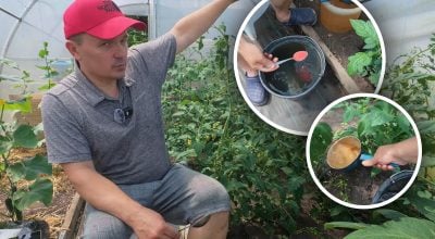 Чим підживити томати для швидкого наливу плодів: городник розкрив формулу