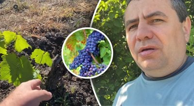 Виноград стає чутливим: які дії в червні визначають розмір майбутніх грон