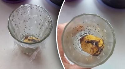 Як позбутися мошок на кухні за одну ніч: простий трюк зі склянкою