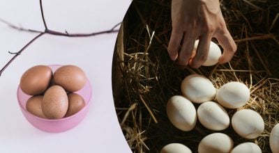 Небезпечний борг від сусідки: чому позичені курячі яйця не забирають назад