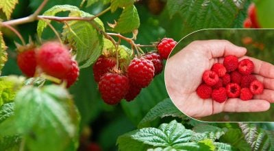 Малина буде напрочуд рясною та солодкою: чим слід підживити кущі у червні