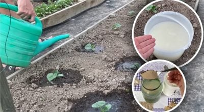 Огірки підуть активно в ріст: експерт поділився рецептом домашнього стимулятора