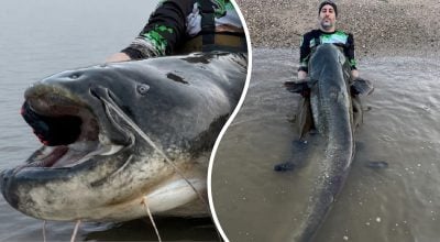 Рибалки виловили найбільшого сома в країні довжиною майже 2,5 метра