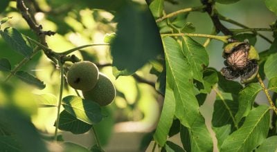 Чому не можна зрубувати волоський горіх