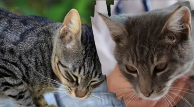 Популярний продукт: що не можна давати котам їсти навіть у малих дозах Популярний продукт: що не можна давати котам їсти навіть у малих дозах