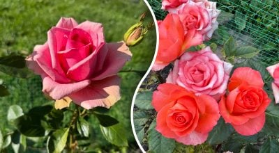 Пожовклі троянди в спеку — не завжди брак води: у чому головна помилка садівників