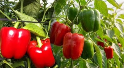Чем подкормить перец в июне Чем подкормить перец в июне