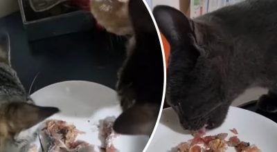 Чому котам не можна давати рибу: ветеринари б'ють на сполох Чому котам не можна давати рибу: ветеринари б'ють на сполох