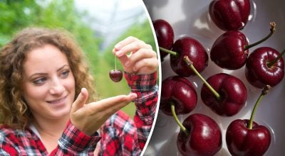 Черешня