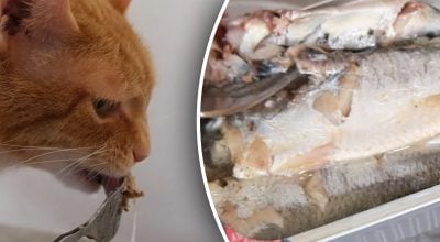 Не просто ласощі: що станеться з котом, якщо дати йому сардини