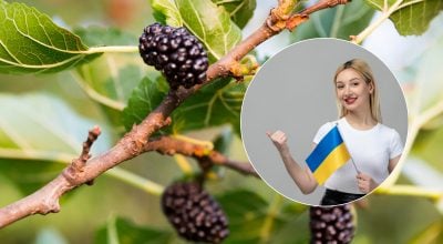 Що таке 'морва': яке популярне дерево та його ягоди так називають в Україні
