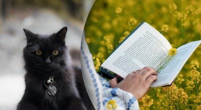 Що означає вислів Йошкин кот Що означає вислів Йошкин кот