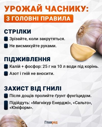 Урожай часнику Урожай часнику