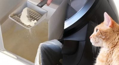 Запах із котячого лотка зникне: названо п'ять простих, але ефективних методів Запах із котячого лотка зникне: названо п'ять простих, але ефективних методів