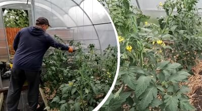 Фітофтора зникне за допомогою копійчаному засобу: чим обприскати помідори Фітофтора зникне за допомогою копійчаному засобу: чим обприскати помідори