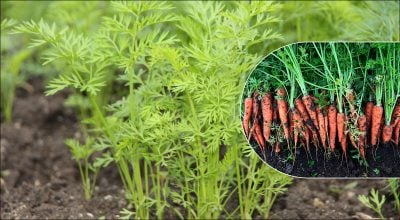 Морква Морква