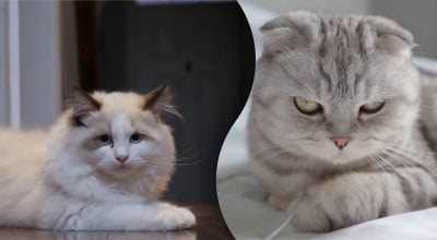 Що робить кіт, коли залишається сам удома — вчені зруйнували головний міф Що робить кіт, коли залишається сам удома — вчені зруйнували головний міф