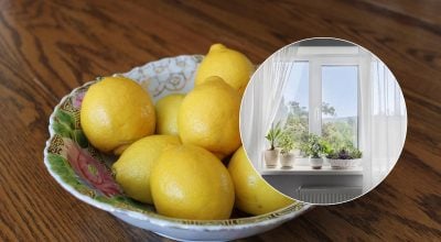 Експерти закликали залишати лимони біля вікон у червні: ефект здивує багатьох