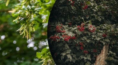Які дерева варто посадити біля будинку