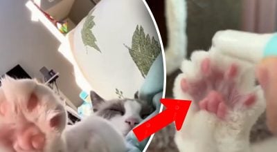 Форма подушечок лап розкриває характер кота - на що слід звернути увагу