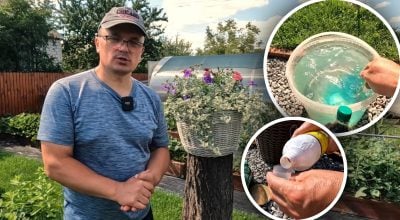 Квіти у вазонах цвістимуть до осені: садівник розкрив дієве підживлення