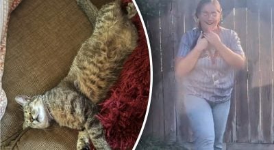 Две сестры придумали необычный способ убедить родителей оставить в доме котенка Две сестры придумали необычный способ убедить родителей оставить в доме котенка