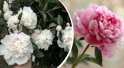 Пионы очаруют пышным цветом в следующем году: что сделать после цветения Пионы очаруют пышным цветом в следующем году: что сделать после цветения
