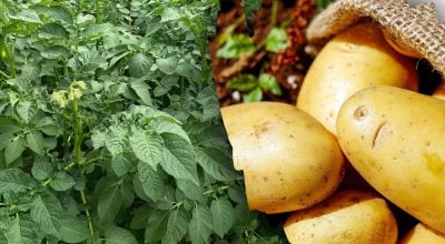 Как увеличить урожай картофеля