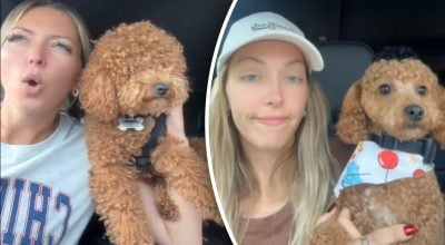 Жінка забрала собаку з салону: незвичайна стрижка собаки стала хітом