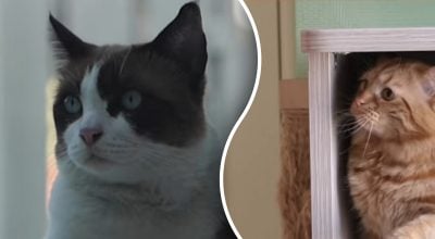 Почему нельзя гладить кошек: пять вещей, которые разбивают сердце питомца Почему нельзя гладить кошек: пять вещей, которые разбивают сердце питомца
