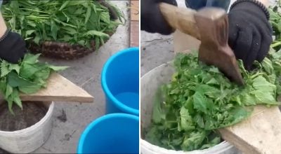 Удобрение из крапивы Удобрение из крапивы