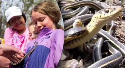 Сотні тисяч змій виповзають з-під землі: чи варто людям побоюватися
