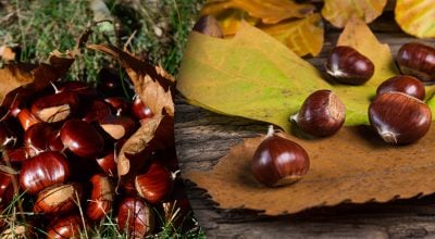 Каштани в сумці Каштани в сумці