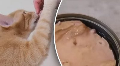 Чи можна котам давати їсти тунець - вердикт здивує багатьох
