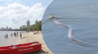 Чи може змія атакувати людину у воді: як розпізнати небезпечного плазуна