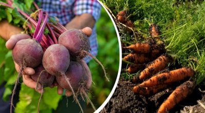 Солодкі й великі коренеплоди гарантовані: чим підживити буряк і моркву в липні