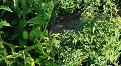 Спека нищить помідори: як правильно захистити грядки та зберегти зав'язь