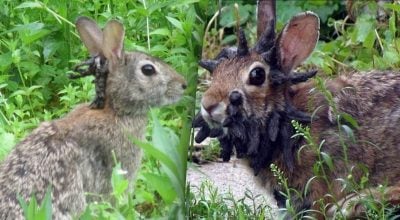 Кролики з чорними щупальцями на голові
