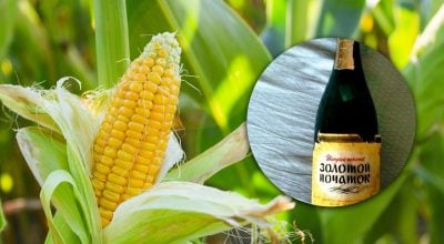 Розливали у пляшки для шампанського: який дивний напій із кукурудзи продавали у СРСР