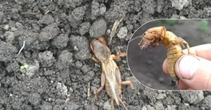 Ведмедка сама втече з городу: народні методи, про які знають одиниці