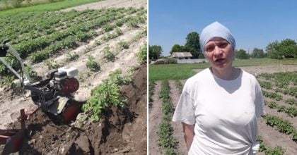 Бульб буде удвічі більше: як і коли підгортати картоплю