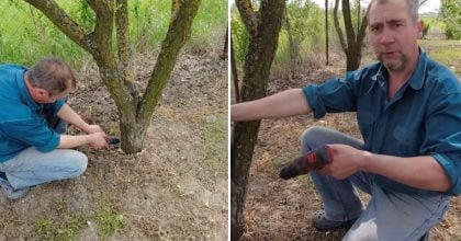Дерево засохне разом із корінням: як позбутися заростей дерев на ділянці