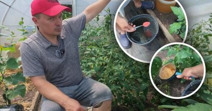 Чим підживити томати для швидкого наливу плодів: городник розкрив формулу