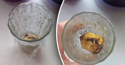 Як позбутися мошок на кухні за одну ніч: простий трюк зі склянкою