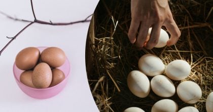 Небезпечний борг від сусідки: чому позичені курячі яйця не забирають назад